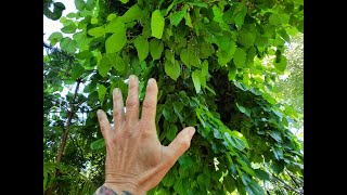 Why would ANYONE  want a MULBERRY tree?