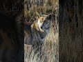 Haunting roadside photo reveals wild Aussie dingo’s incredible behaviour | #yahoonewsau