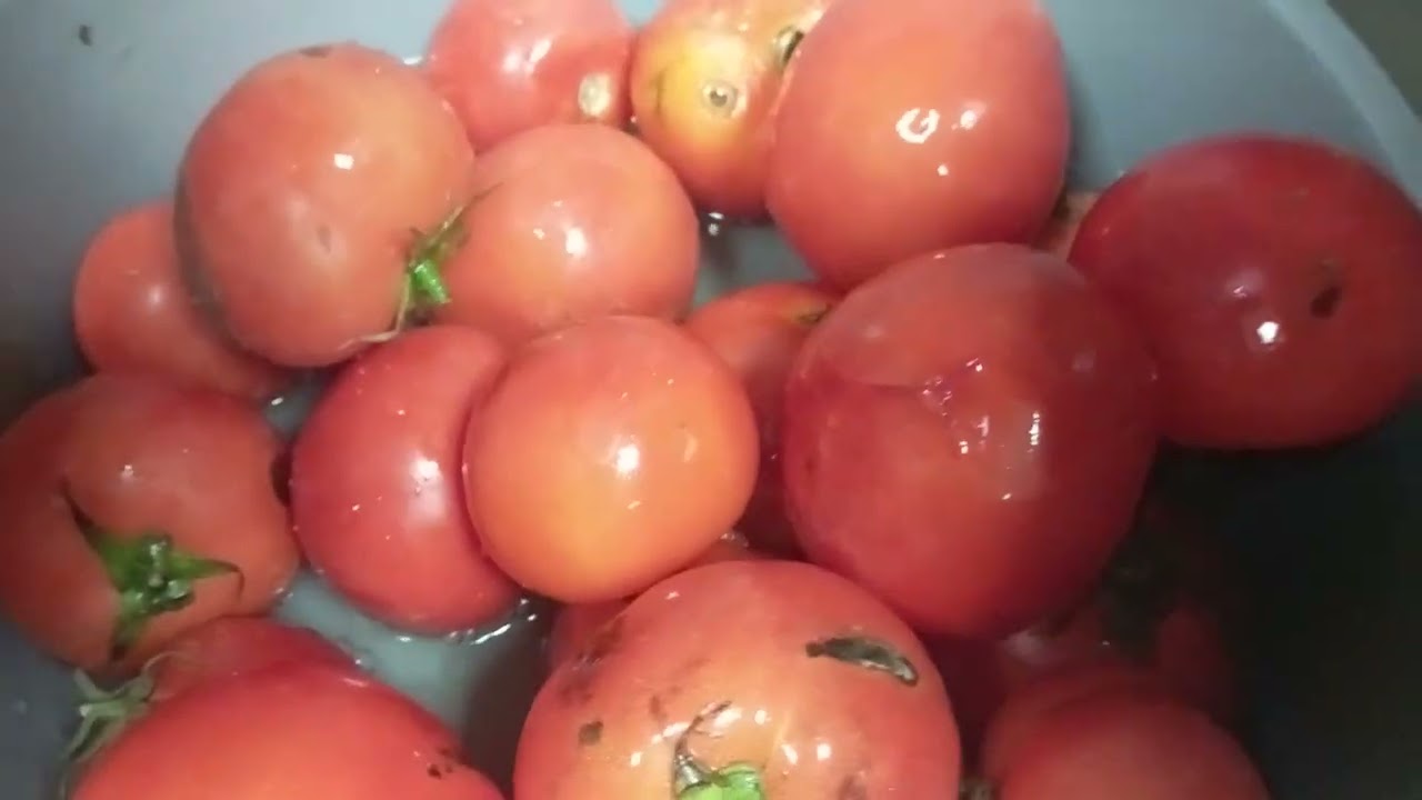 Tomato 🍅 washing 