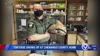 50-pound tortoise rescued from Chenango County home