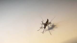 Gynandromorph mosquito (half male, half female) by Perran Ross 7,566 views 3 years ago 51 seconds