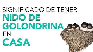 Celebrity What does it mean when a swallow nests in your house? Wealth