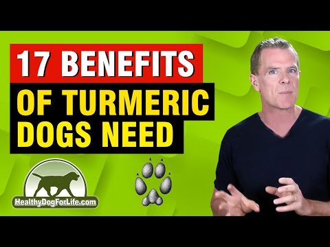 17 Turmeric For Dogs Benefits and Golden Paste Recipe Dogs Need