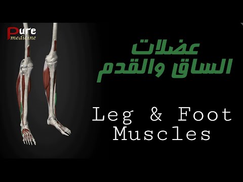 عضلات الساق والقدم Leg & Foot Muscles