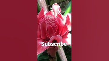 Chuối trổ hoa sen ly kỳ