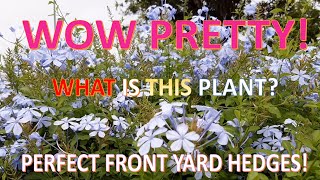 ??Wow! Pretty | Flower |Plumbago| Best Front Yard Plant| Hedges | Garden | Landscaping |Nature??