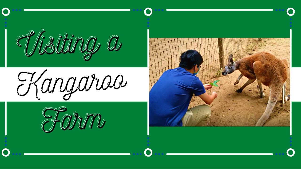 Visiting a Kangaroo Farm...and Other Creatures Week 54