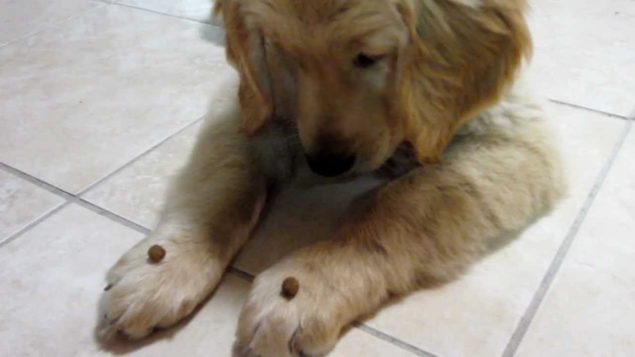 A 13 Year Old Training A 13 Weeks Old Golden Retriever ...