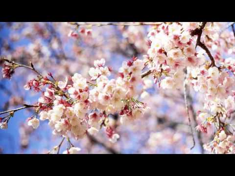 ვაჟა ტუღუში - გაზაფხულის საღამოა მშვიდი