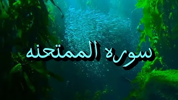 سوره الممتحنه بترتيل وترنيم وابداع صوت غايه في الروعه والخشوع@quranperfume