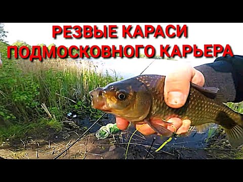 CRUCIAN CARP HUNT* Formidably fishing and strong Fight - Medefiskeri efter Karus