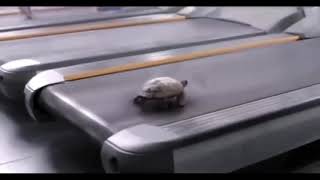 Deja Vu Turtle