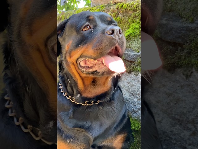 Female Rott 😍😱 #shorts