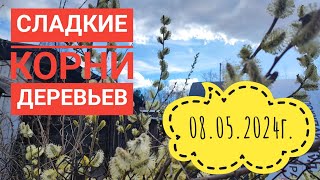 Пробую корни на вкус/Садим сад#огород#влог#сибирь#дача#село#цветы#жизнь#я#деревня#сад