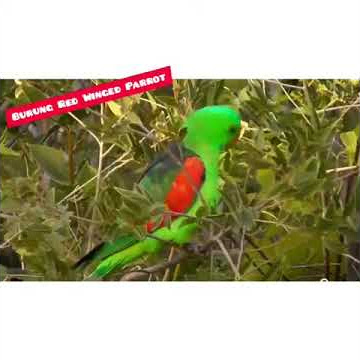 Burung Red Winged Parrot