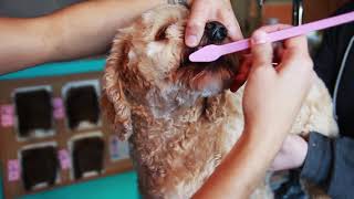 Paw Brothers Dual End Toothbrush