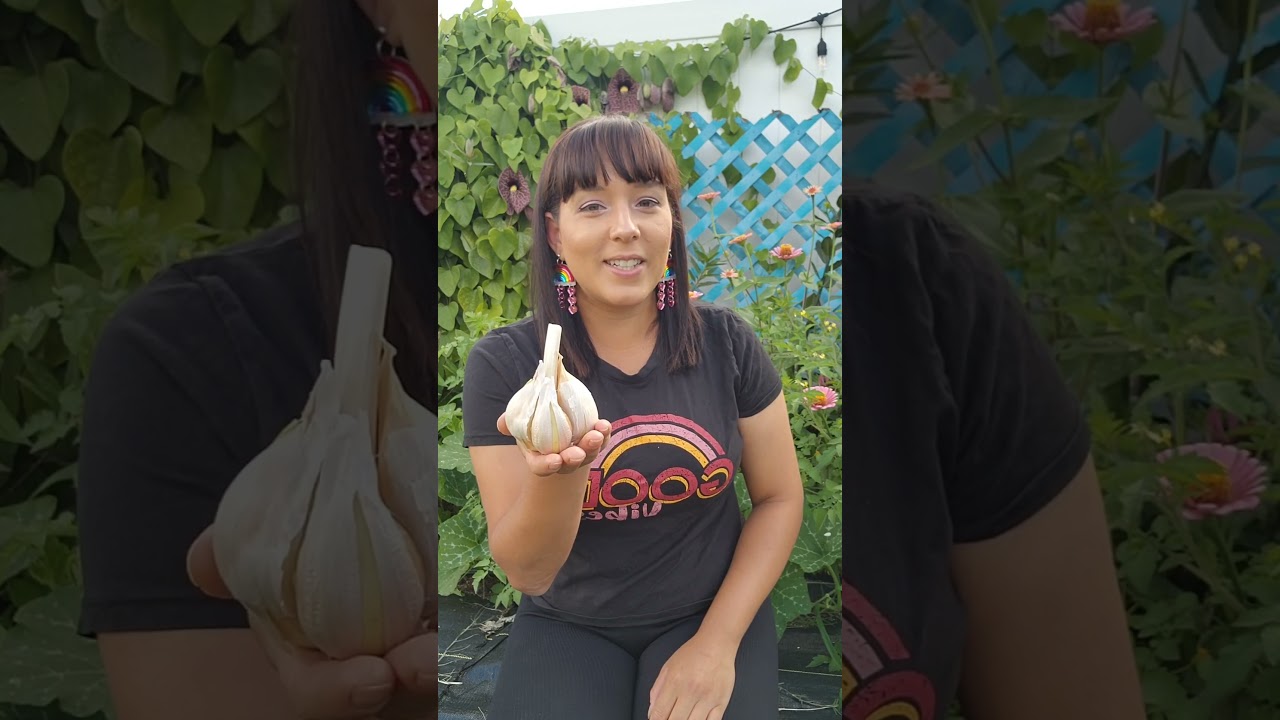 How To Grow Massive Elephant Garlic Bulbs 