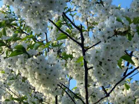 Spring-Cherry blossoms - trees in blossom - Medwyn...