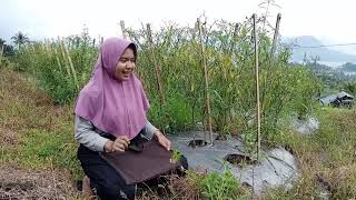 Video Survei Gejala Penyakit Oleh Bakteri Patogen Tumbuhan ,Tugas Pengantar Bakteriologi Tumbuhan.