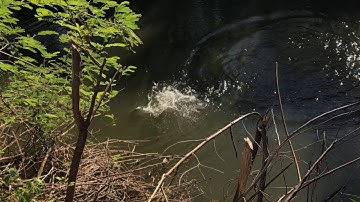 CÂU CÁ TỰ NHIÊN NƯỚC LỢ HƯNG HUGO