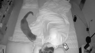 Cat Takes Charge to Wake Owner Up for Breakfast