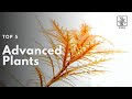 Top 5 advanced aquarium plants