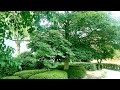 倉敷市役所緑道の木々 Trees on the green road of Kurashiki City Hall in Japan