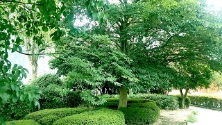 倉敷市役所緑道の木々 Trees on the green road of Kurashiki City Hall in Japan