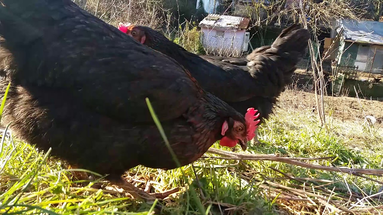 beykoz acarkent polonezköy tavuk çiftliği YouTube
