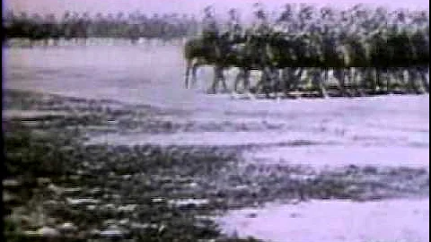 Warring and Roaring (1914-1929), 1983