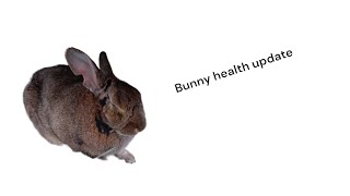 Bunny health update - eye ulcer today