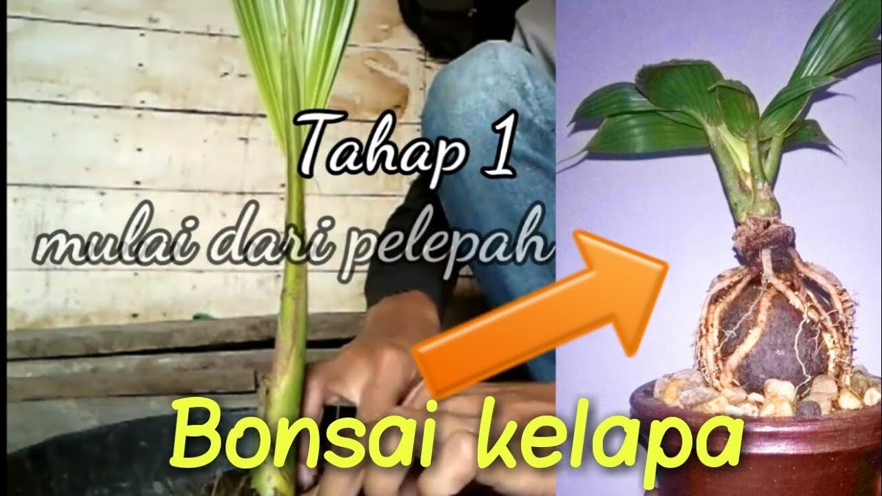  Bonsai  kelapa  cara pangkas daun kelapa  agar menjadi 