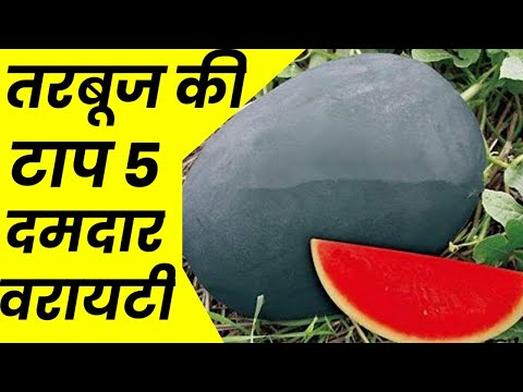 वीडियो: ब्लैक डायमंड मेलन जानकारी - ब्लैक डायमंड तरबूज के पौधे कैसे उगाएं