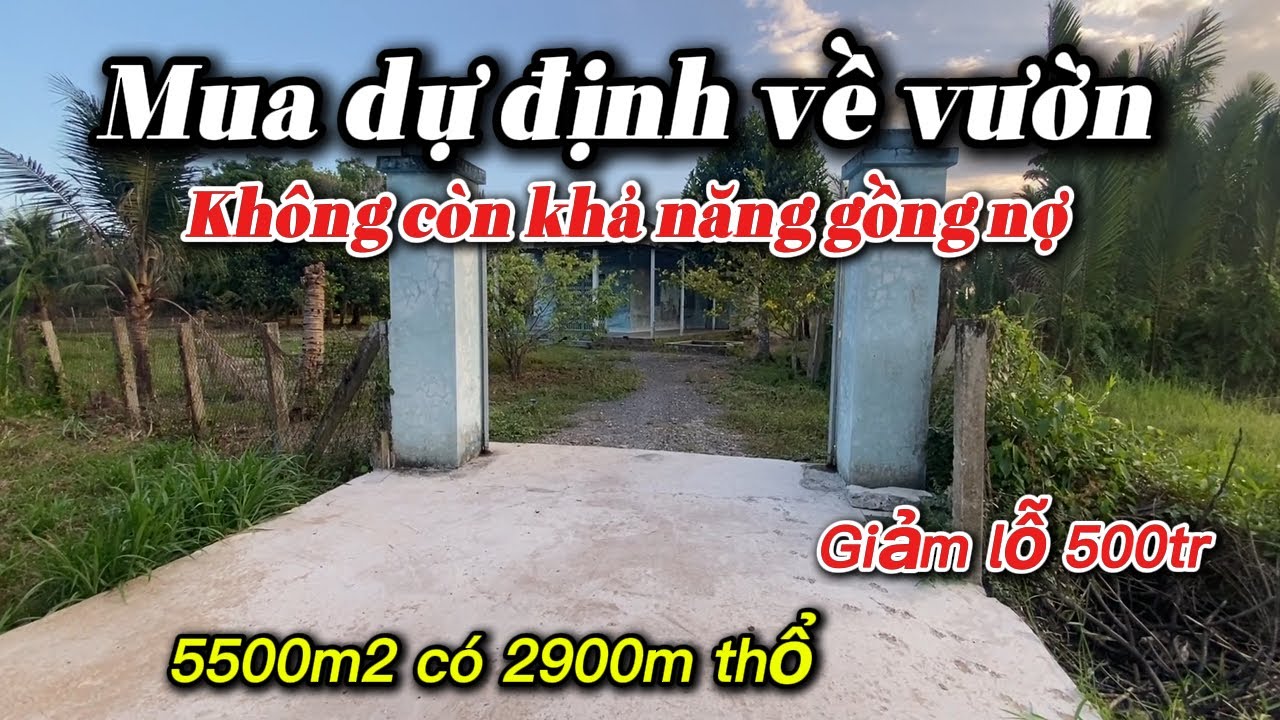 Nhà vườn siêu rộng | 5500m2 có 2900m2 thổ cư | Em Lung Nhà Vườn 