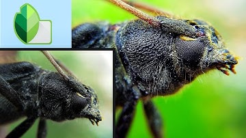 Macro Photography Tutorial: How to Edit Macro Photo by Using Snapseed on Android