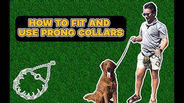 How To Fit & Use a PRONG COLLAR on Your Dog - Ethan Steinberg Dog Training