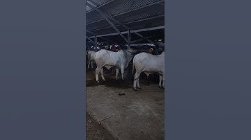Kelas PO kontes Sapi APPSI TULUNGAGUNG.
