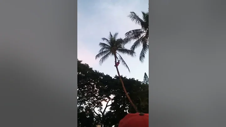 Guy is climbing palm tree (crazy)