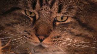 Adopt Marty The Cat From Lots Of Love Pet Rescue In Wilmington Ma