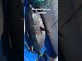 Тунец Сахалин Popper Maria Duckdive F190 60gr #голубойтунец #bluefinfishing #рыбалкасахалин