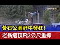 黃石公園野牛發狂！ 老翁遭頂飛2公尺重摔