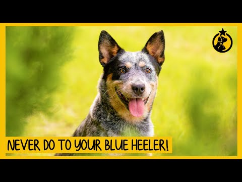 Video: Blue Heeler Dogs: Agresif namun Setia