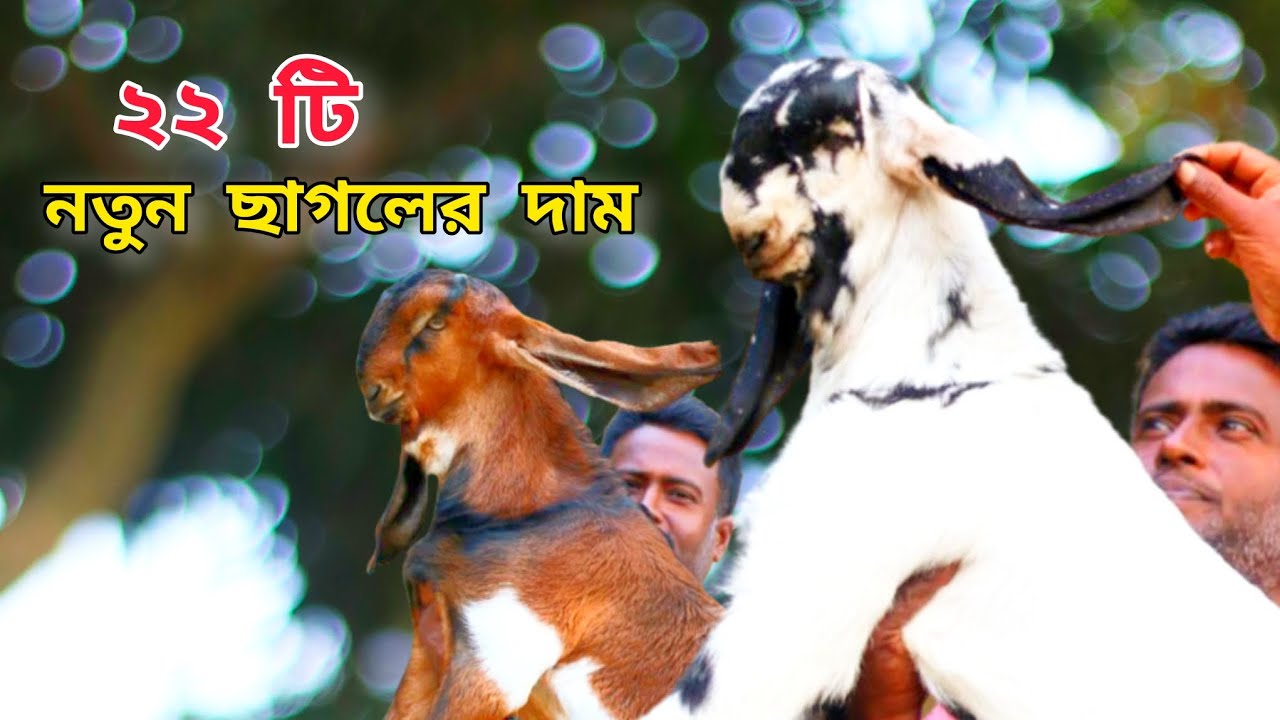 তোতাপুরী, বিটল খাসি/পাঠি ও পাঠা ২২ টি ছাগলের দাম। #farmbanijjo 