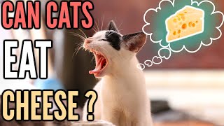 Is Cheese Bad For Cats? | Can Cats Eat Cheese?