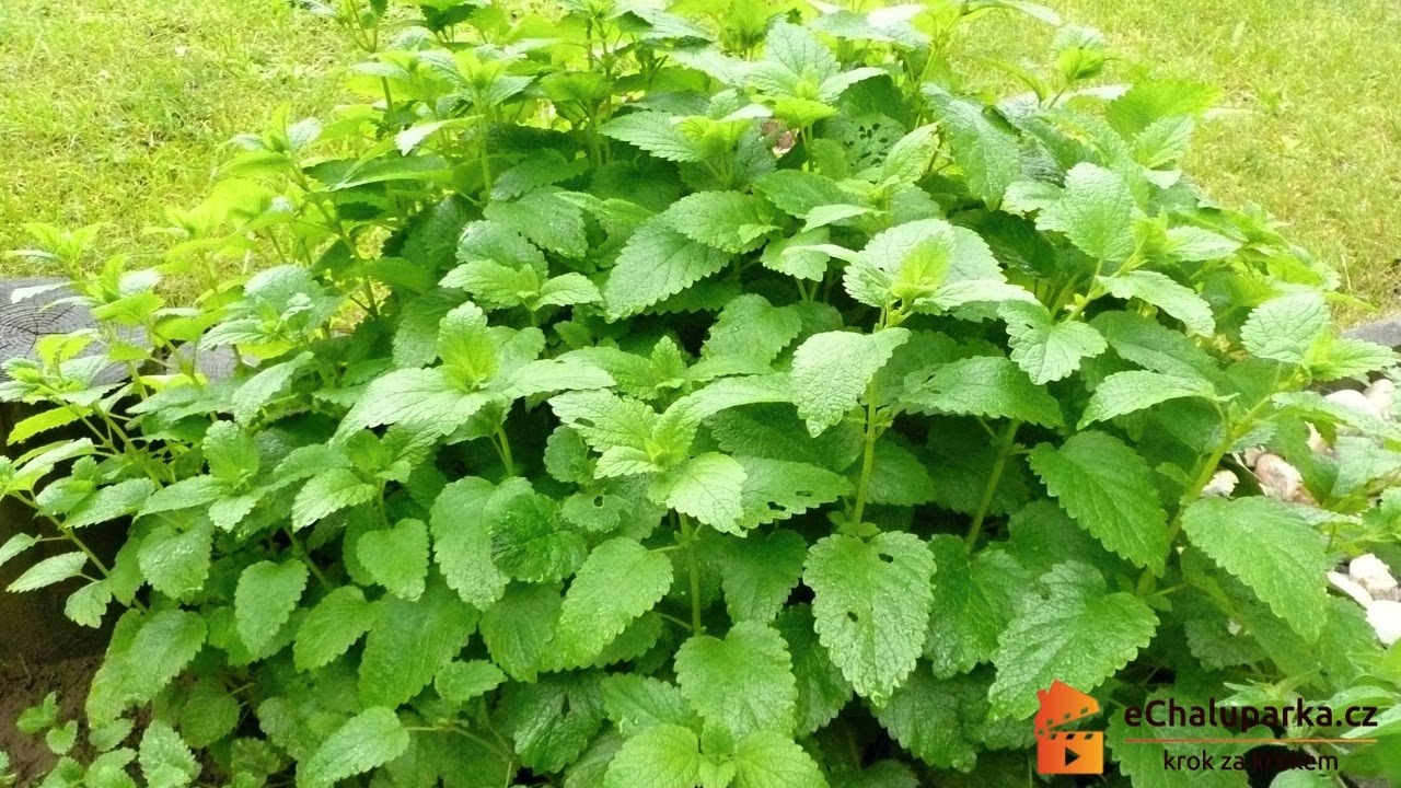 Jak pěstovat meduňku lékařskou. Melissa officinalis