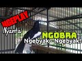 Gacor Ngobra Ngeplay || ORIENTAL MAGPIE ROBIN (Copsychus Saularis) #shorts