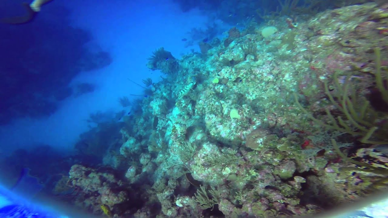 Turks and Caicos Sharks No Audio