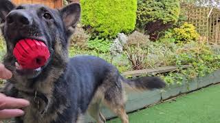 GERMAN SHEPHERD AND HIS TOY BOX IN THE GARDEN by DOGS BEING DOGS 220 views 3 months ago 4 minutes, 35 seconds