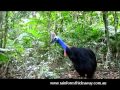 A cassowary family pops in for a drink