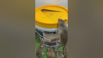 Homemade trap/Mouse trap tips with plastic bucket #rattrap #mousetrap